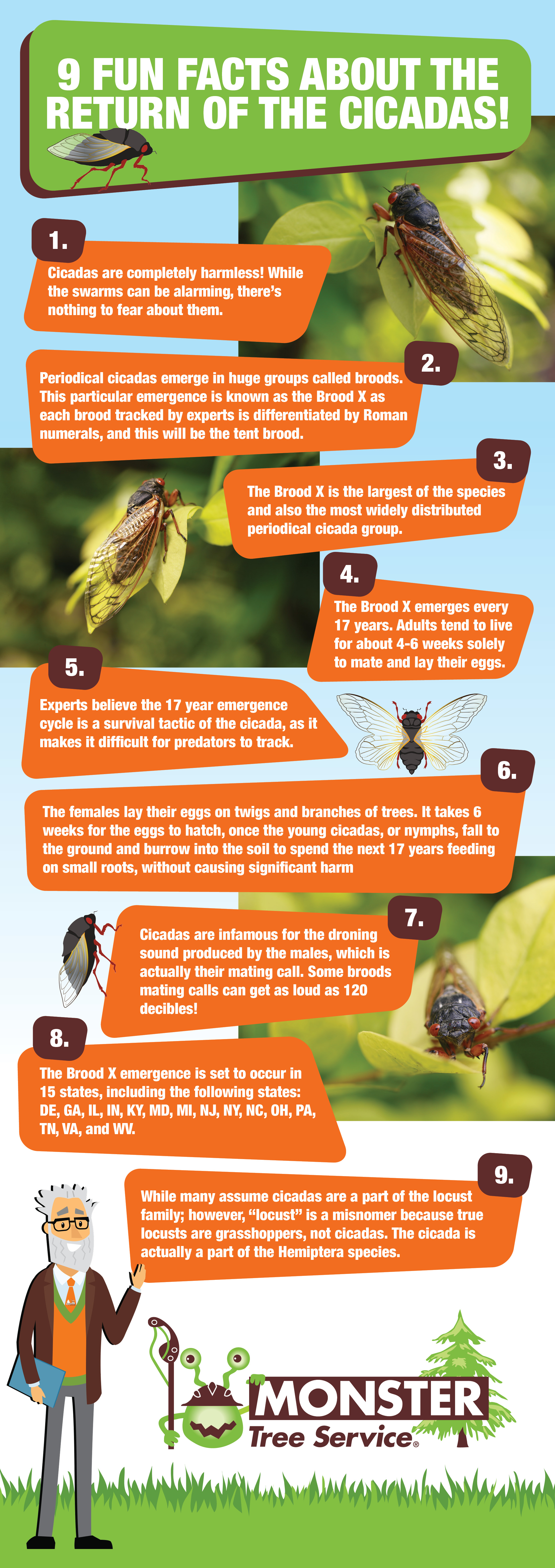 9 Fun Facts About Cicadas!