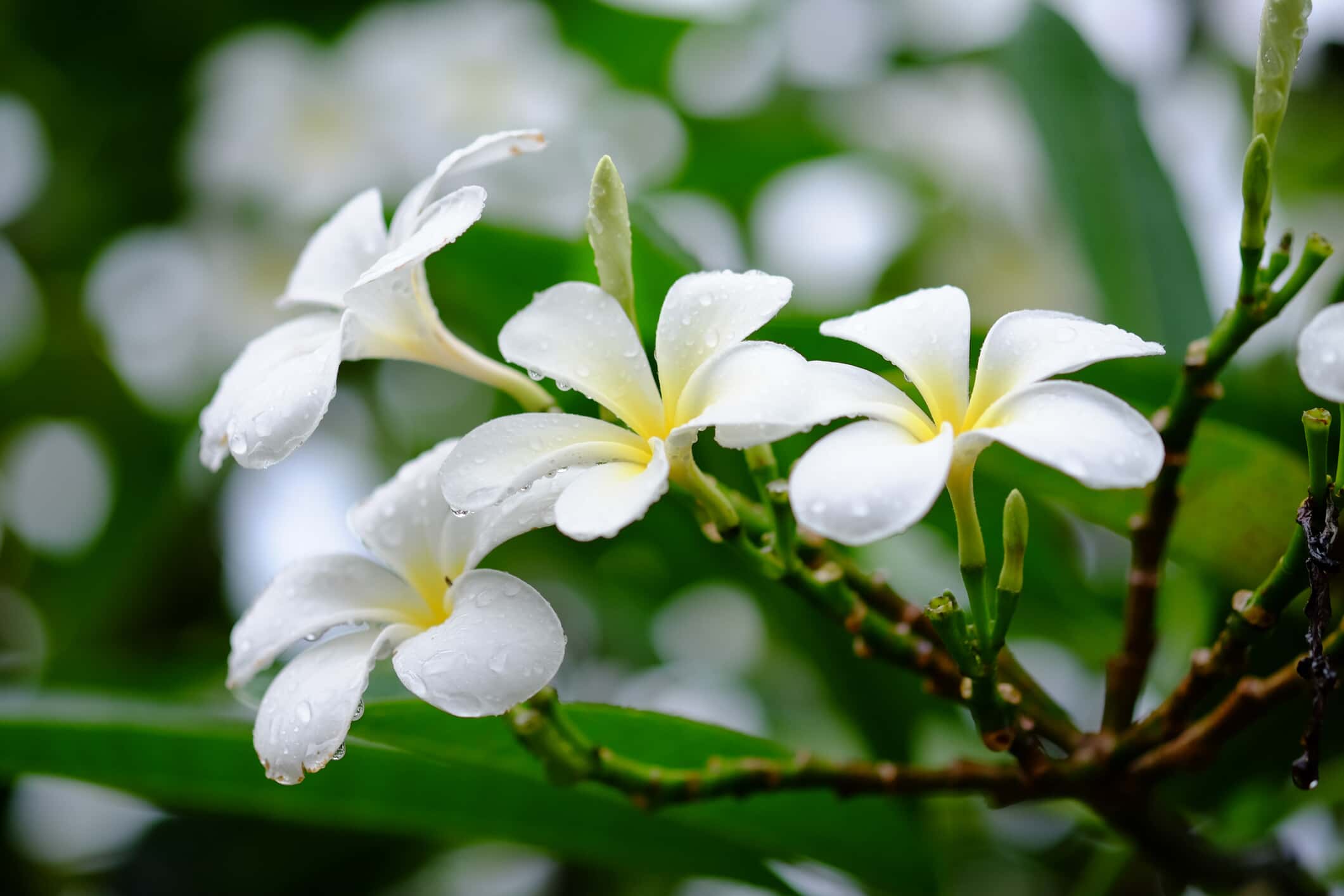 Top Romantic Trees - White Jasmine Tree